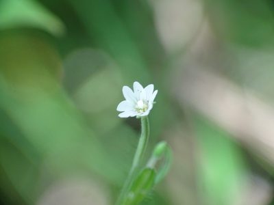 Epilobium leptophyllum, photographed by Reuven Martin