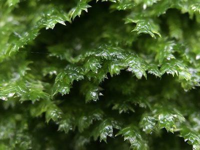 Plagiothecium denticulatum, photographed by Andrew Melton