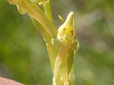 Platanthera sparsiflora, photographed by rockybajada