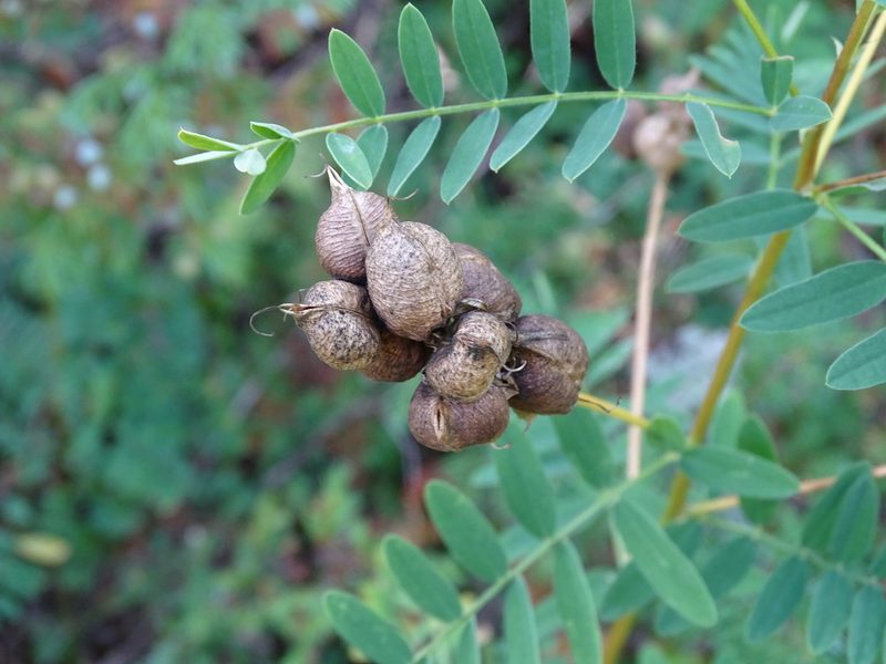 Astragalus neglectus, photographed by Reuven Martin