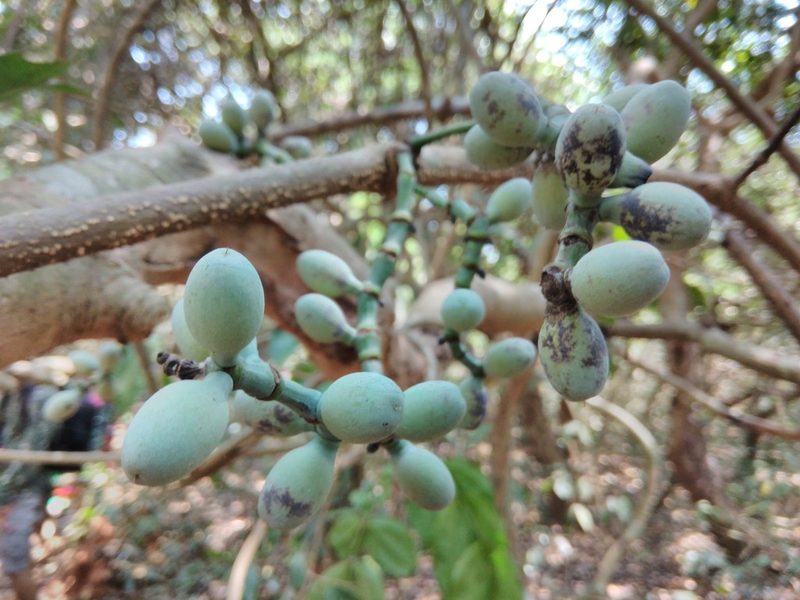 Gnetum edule, photographed by Manoj Karingamadathil