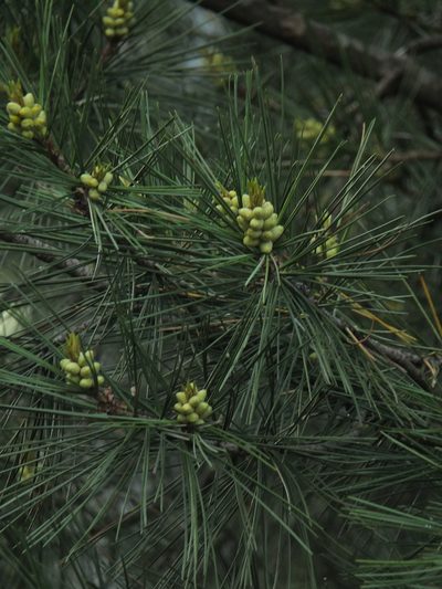 Pinus gerardiana, photographed by Siddarth Machado