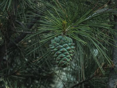 Pinus gerardiana, photographed by Siddarth Machado