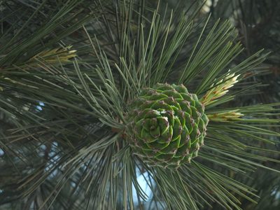 Pinus gerardiana, photographed by Siddarth Machado