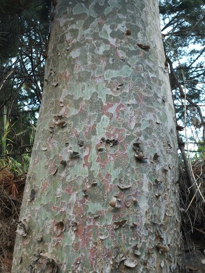 Pinus gerardiana, photographed by Siddarth Machado