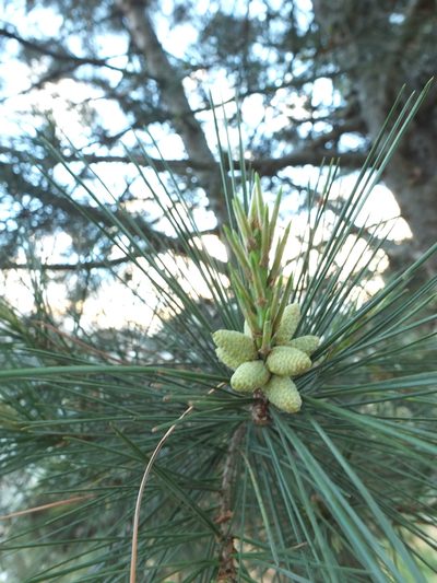 Pinus gerardiana, photographed by Siddarth Machado