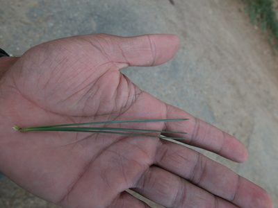 Pinus gerardiana, photographed by Siddarth Machado