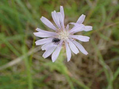 Lactuca oblongifolia, photographed by Mary Krieger