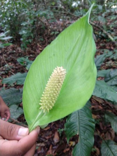 Spathiphyllum cochlearispathum, photographed by Francisco Emilio Roldán Velasco