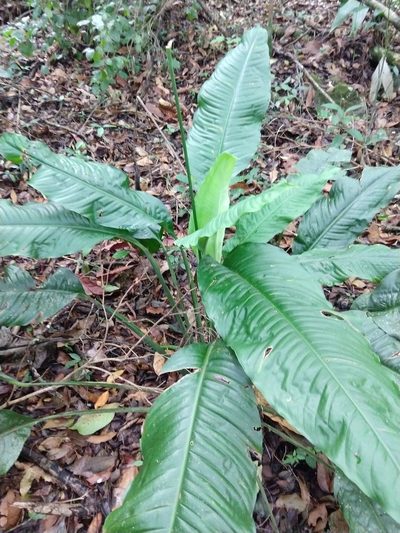 Spathiphyllum cochlearispathum, photographed by Francisco Emilio Roldán Velasco