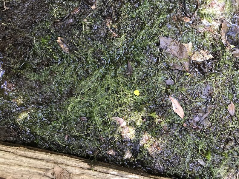 Utricularia geminiscapa, photographed by Peter Jacobson