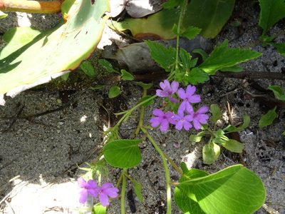 Verbena maritima, photographed by Thomas Koffel