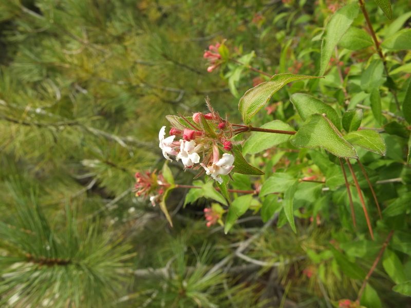 Zabelia triflora, photographed by Siddarth Machado