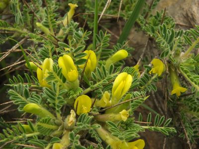 Astragalus grahamianus, photographed by Siddarth Machado