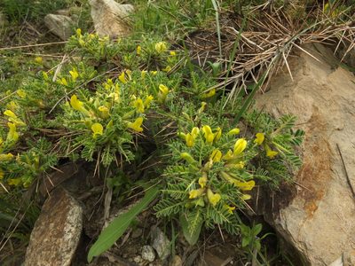 Astragalus grahamianus, photographed by Siddarth Machado