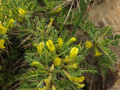 Astragalus grahamianus, photographed by Siddarth Machado