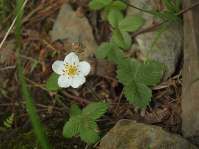 Fragaria nubicola, photographed by Siddarth Machado