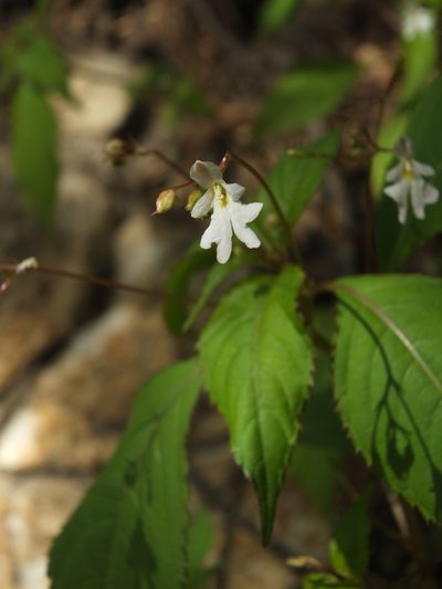 Impatiens brachycentra, photographed by Siddarth Machado