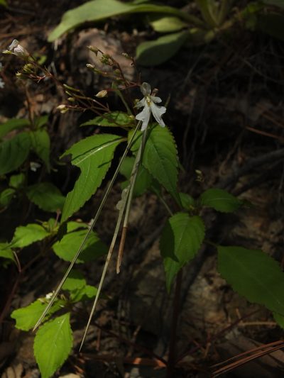 Impatiens brachycentra, photographed by Siddarth Machado