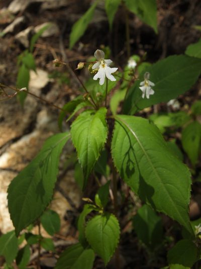 Impatiens brachycentra, photographed by Siddarth Machado