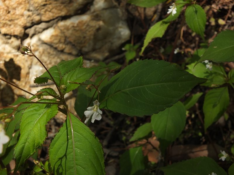 Impatiens brachycentra, photographed by Siddarth Machado