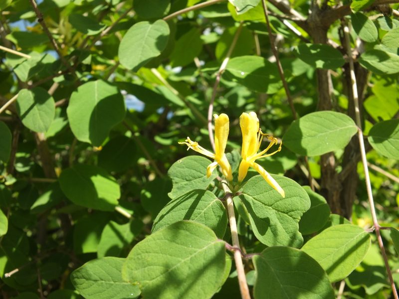 Lonicera quinquelocularis, photographed by Siddarth Machado