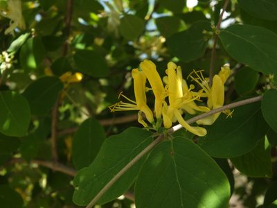 Lonicera quinquelocularis, photographed by Siddarth Machado