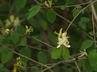 Lonicera quinquelocularis, photographed by Siddarth Machado