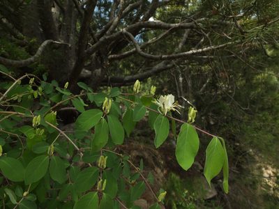 Lonicera quinquelocularis, photographed by Siddarth Machado