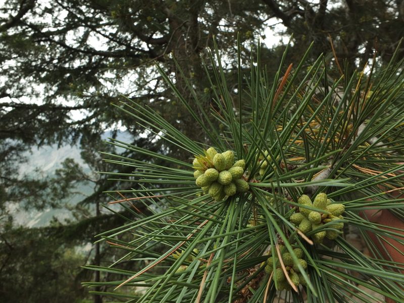 Pinus gerardiana, photographed by Siddarth Machado