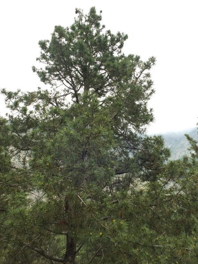 Pinus gerardiana, photographed by Siddarth Machado