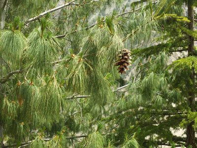 Pinus wallichiana, photographed by Siddarth Machado