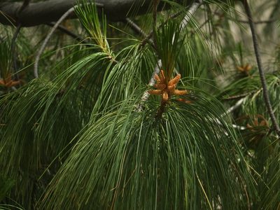 Pinus wallichiana, photographed by Siddarth Machado