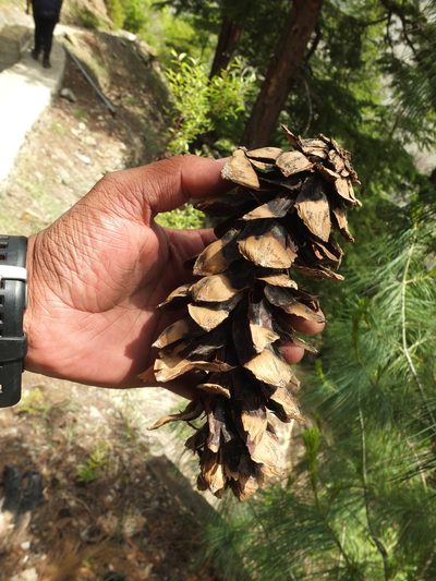 Pinus wallichiana, photographed by Siddarth Machado