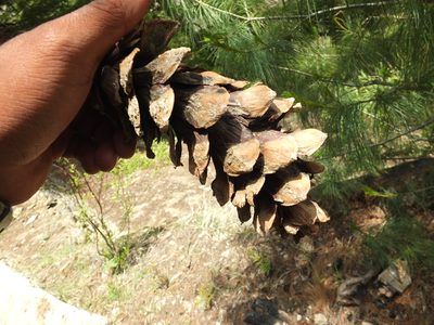 Pinus wallichiana, photographed by Siddarth Machado