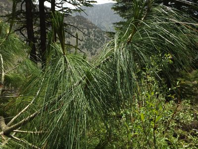 Pinus wallichiana, photographed by Siddarth Machado
