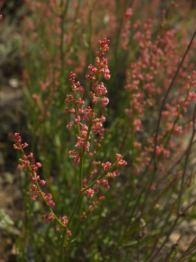 Rumex hastatus, photographed by Siddarth Machado