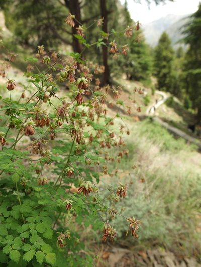 Thalictrum cultratum, photographed by Siddarth Machado