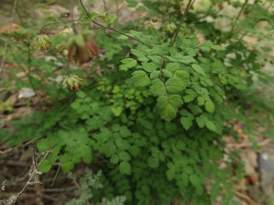 Thalictrum cultratum, photographed by Siddarth Machado