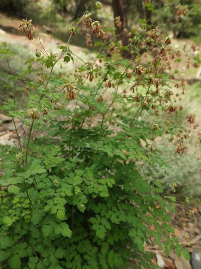 Thalictrum cultratum, photographed by Siddarth Machado