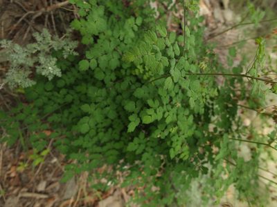 Thalictrum cultratum, photographed by Siddarth Machado