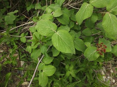 Viburnum cotinifolium, photographed by Siddarth Machado