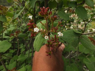 Viburnum cotinifolium, photographed by Siddarth Machado
