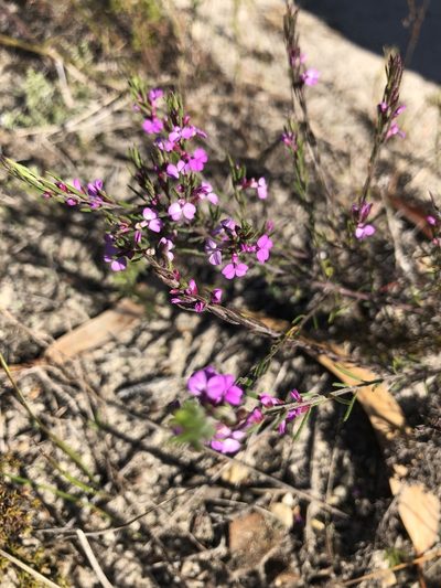 Muraltia filiformis, photographed by Sean Privett