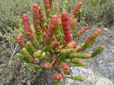 Salicornia bigelovii, photographed by Thomas Koffel