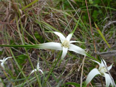 Rhynchospora floridensis, photographed by Thomas Koffel