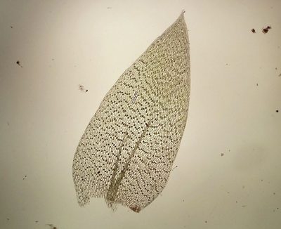 Plagiothecium nemorale, photographed by George Greiff