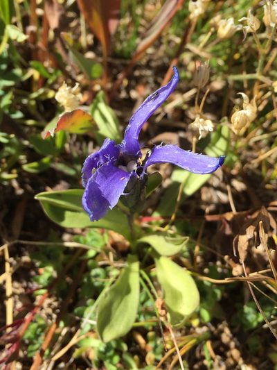 Gentianopsis barbellata, photographed by Robbie Hannawacker