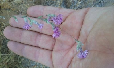 Lessingia leptoclada, photographed by rockybajada