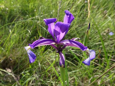Iris reichenbachiana, photographed by Thomas Koffel